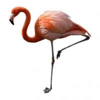 «Flamingo» sticker set
