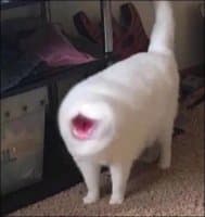 «Cursed cats» sticker set