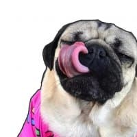 «mypugs» sticker set