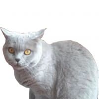 «Dusya» sticker set