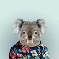 «Koala» sticker set