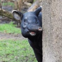 «Tapir» sticker set