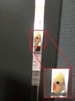 «birds tho» sticker set