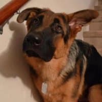 «biodog shep» sticker set
