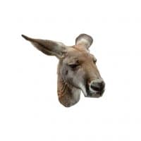 «kangaroo» sticker set