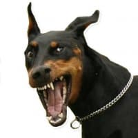«Doberman» sticker set