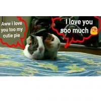 «My Guinea pigs» sticker set