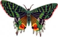 «Butterfly» sticker set