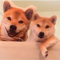 «shibe» sticker set
