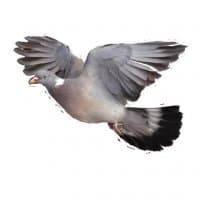 «pigeons» sticker set