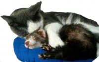 «Ferrets» sticker set