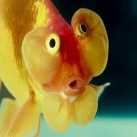 «HappyFish» sticker set