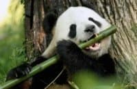 «pandas» sticker set