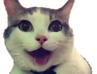 «Cats» sticker set