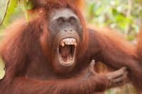 «Orangs» sticker set
