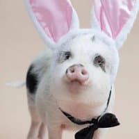 «Minipig25» sticker set