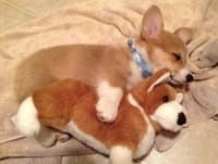 «Corginhos» sticker set