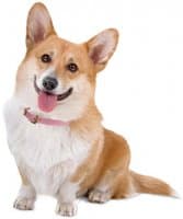 «corgi» sticker set